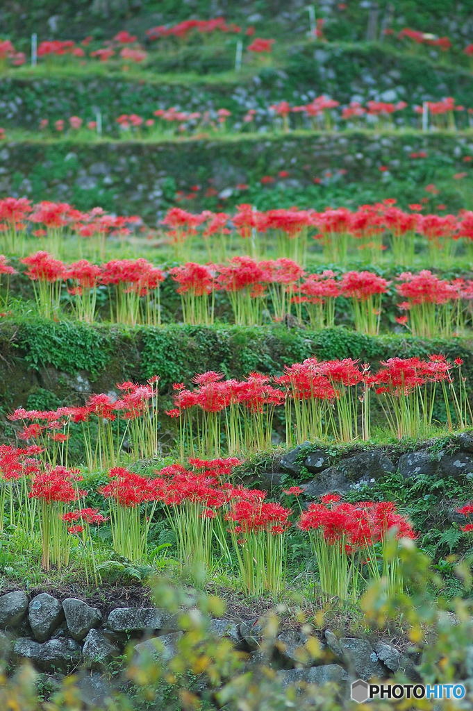 彼岸花