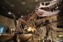撮って出し　国際科学博物館　25