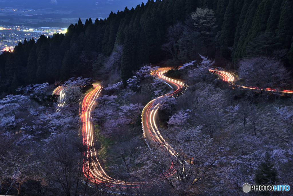 高森峠の千本桜