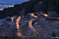 高森峠の千本桜