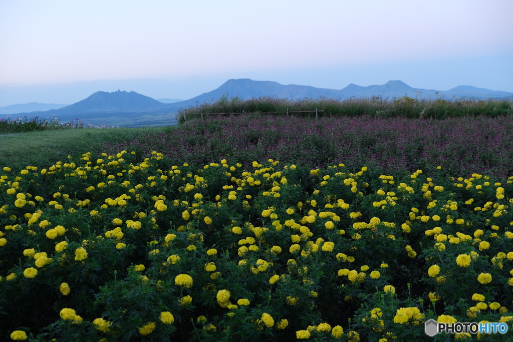 5岳とお花畑