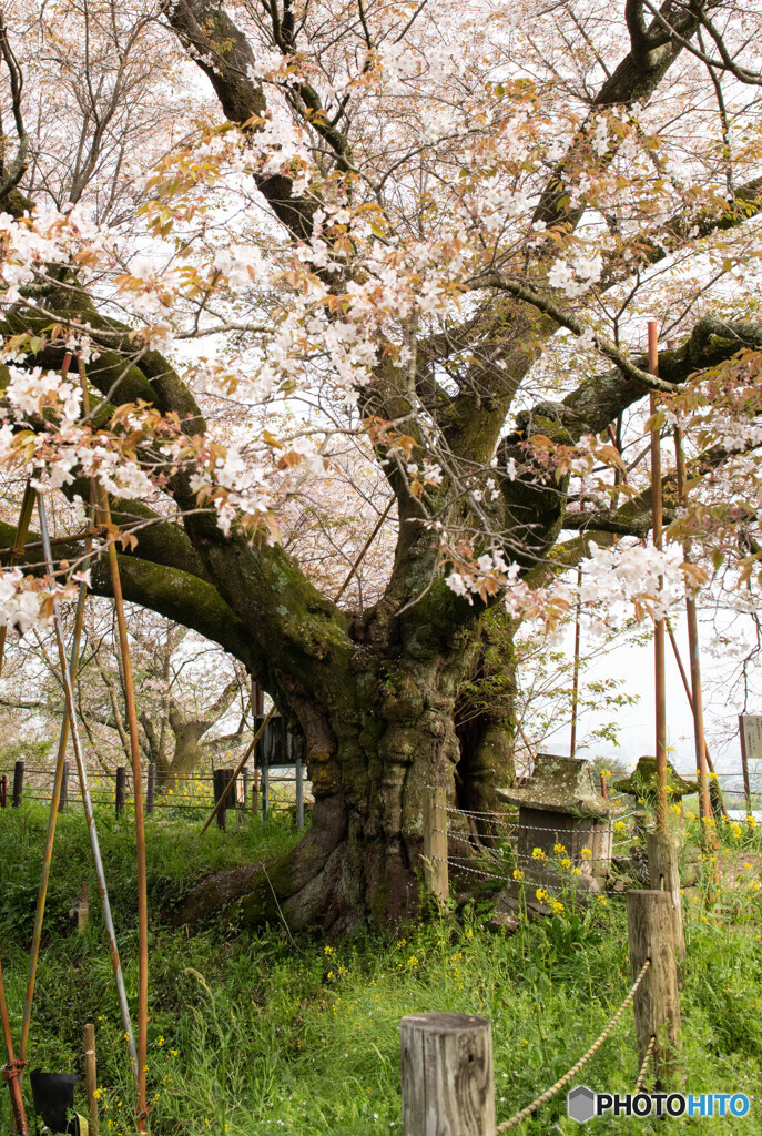 浅井の一本桜　2024年　その2