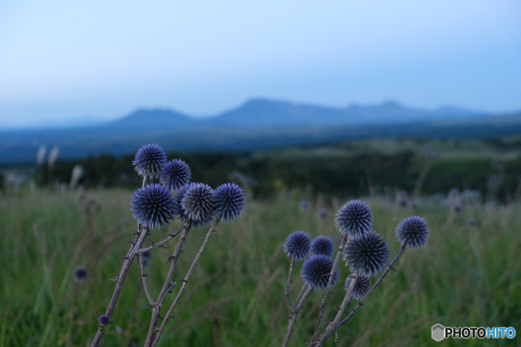 五岳とヒゴタイ　その2