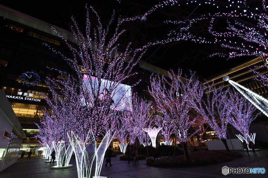 博多駅の桜①
