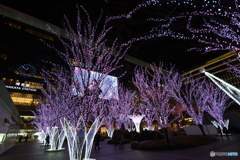 博多駅の桜①