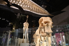 撮って出し　国立科学博物館　⑩