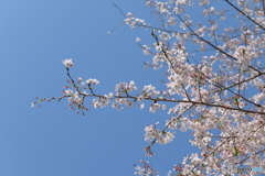 桜見⑨