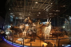 撮って出し　国際科学博物館　⑪