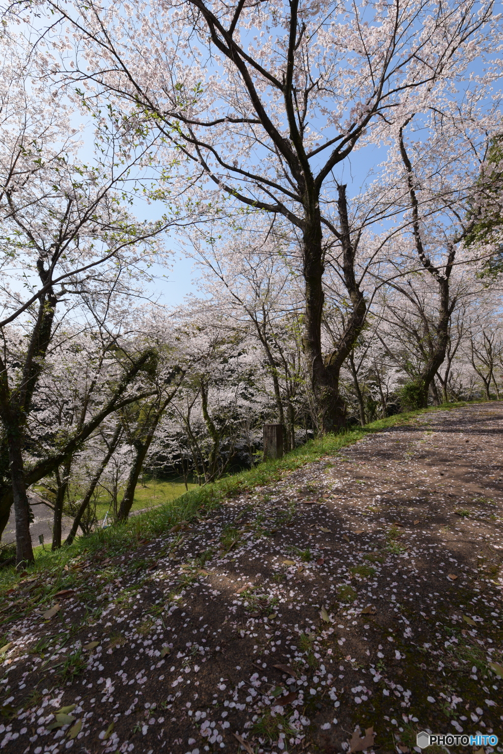 桜見②