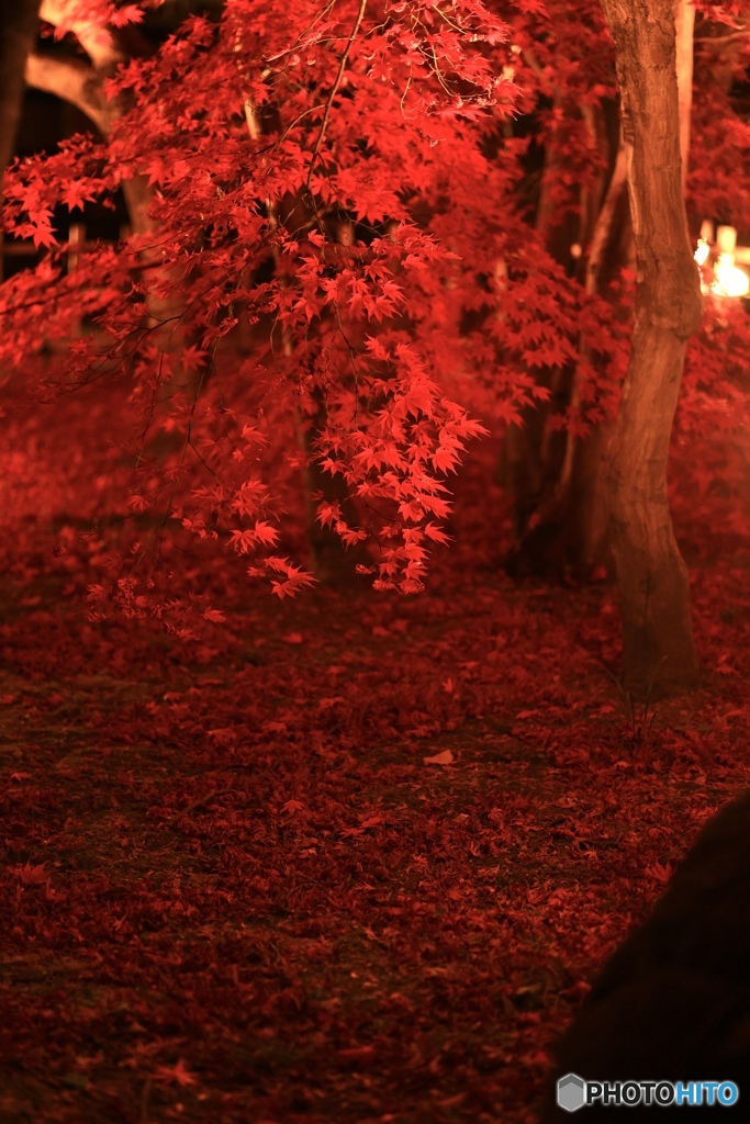 深紅の世界