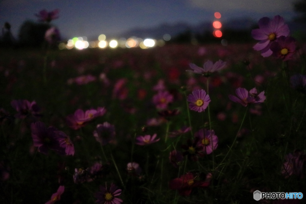 夜会