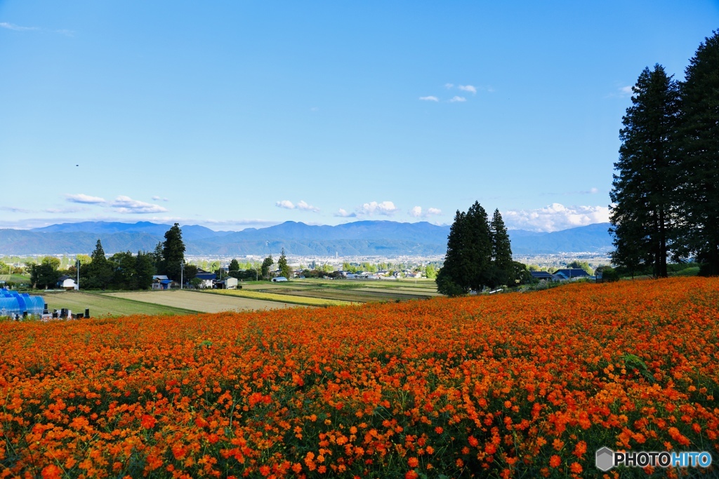 コスモス畑と田園風景