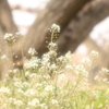 シロツメクサ　梅の幹