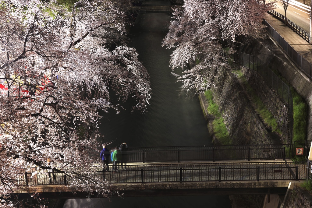 夜桜