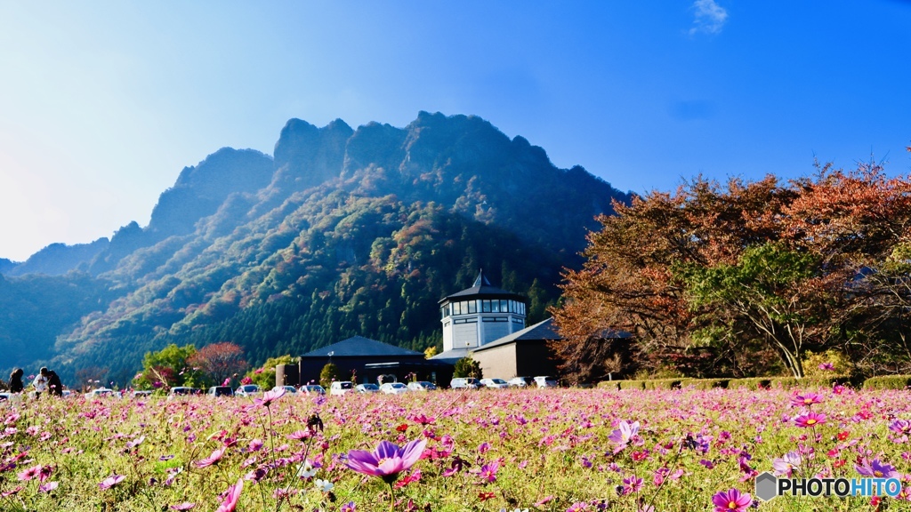 コスモス紅葉美術館