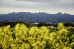 菜の花と榛名山