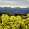 菜の花と榛名山