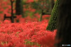 曼珠沙華