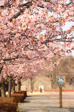 最寄りの河津桜