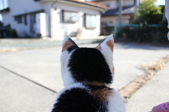 猫の眼線