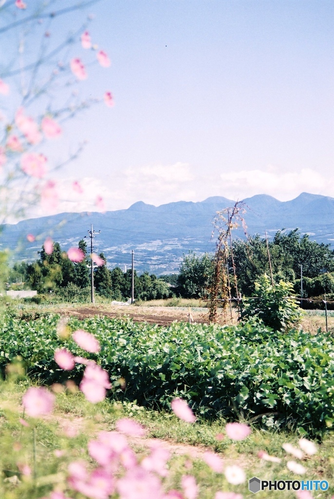 コスモスと赤城山