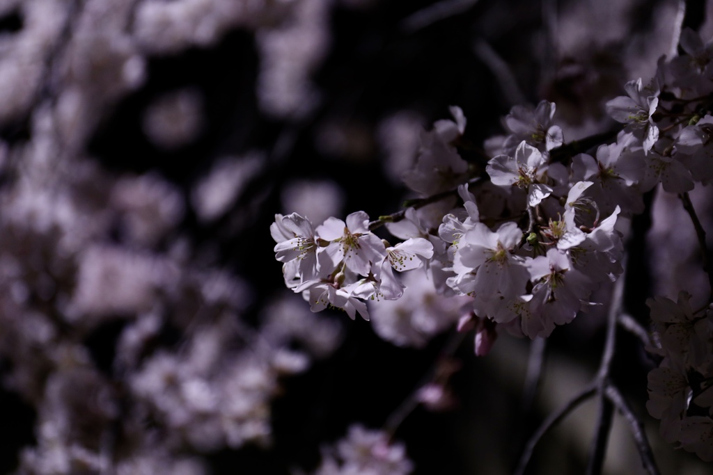 夜桜 夜の公園