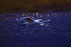 烏川の白鳥