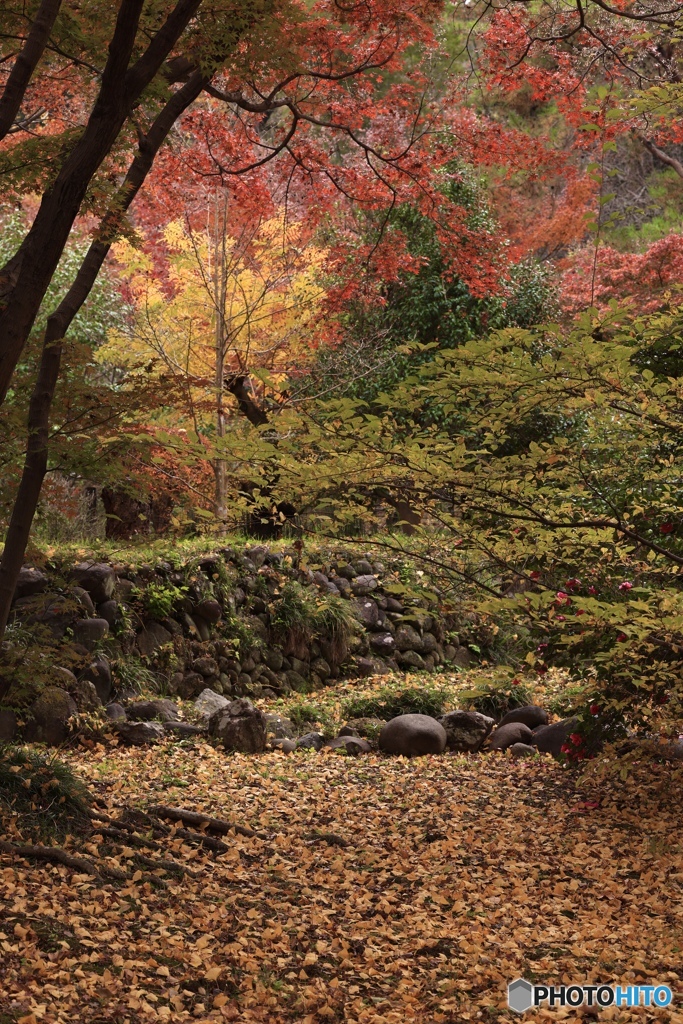 庭園の秋
