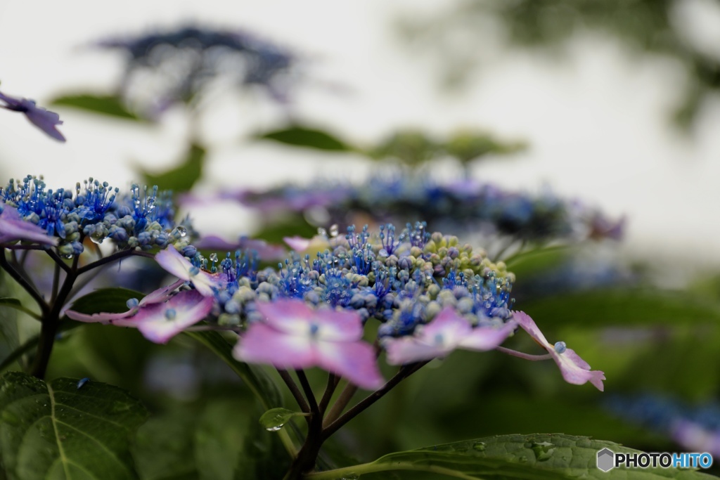 紫陽花と水滴〜ベストフレンド〜