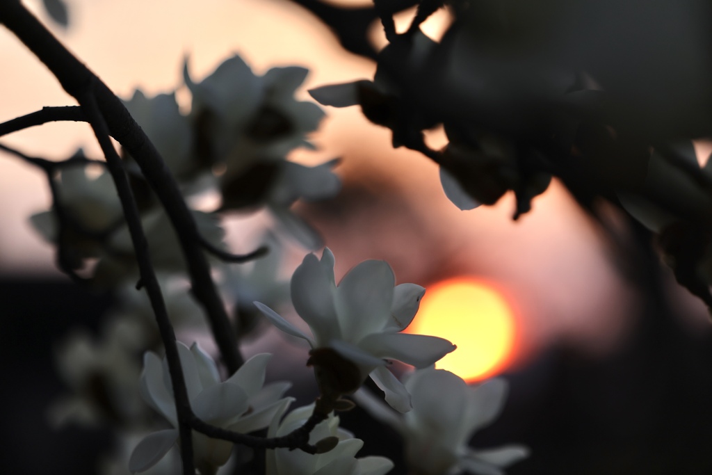モクレンのうえの夕陽