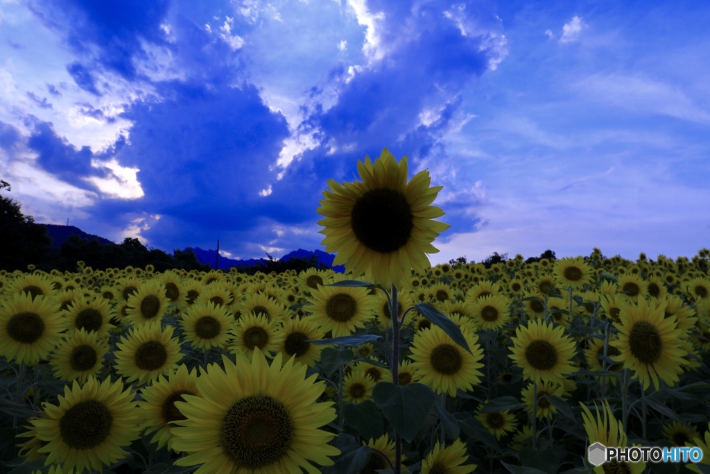 雲も青い空