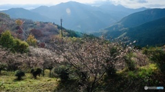 桜と紅葉