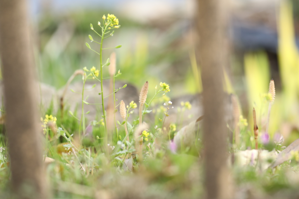 春 つくし By Nao 10 I Id 写真共有サイト Photohito