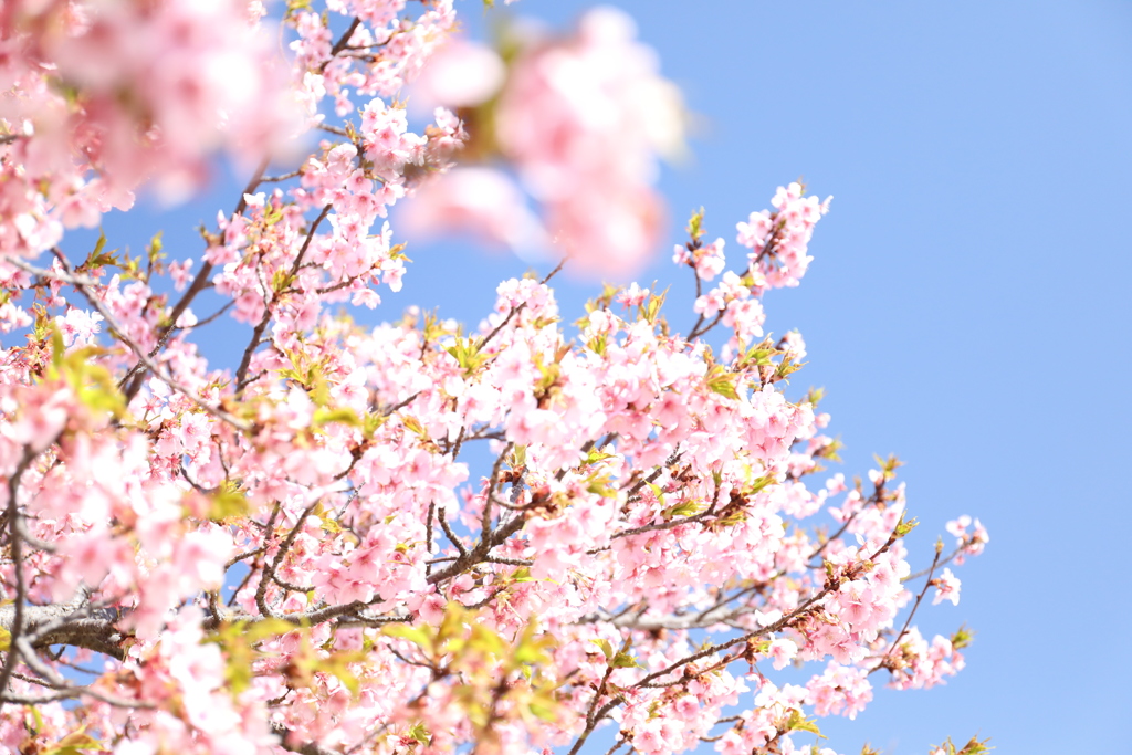 ３月の葉桜