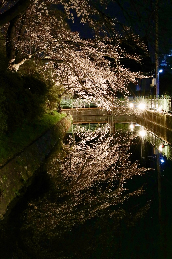 高崎城址 お堀 夜桜 