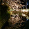 高崎城址 お堀 夜桜 