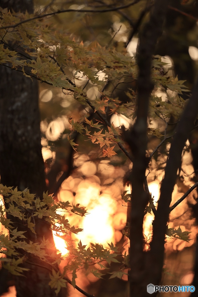 紅葉を照らす夕陽