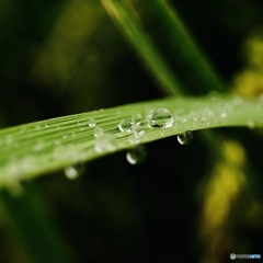 稲の葉、雨粒