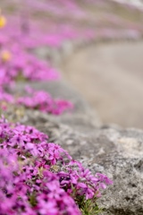 みさと芝桜公園