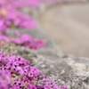 みさと芝桜公園