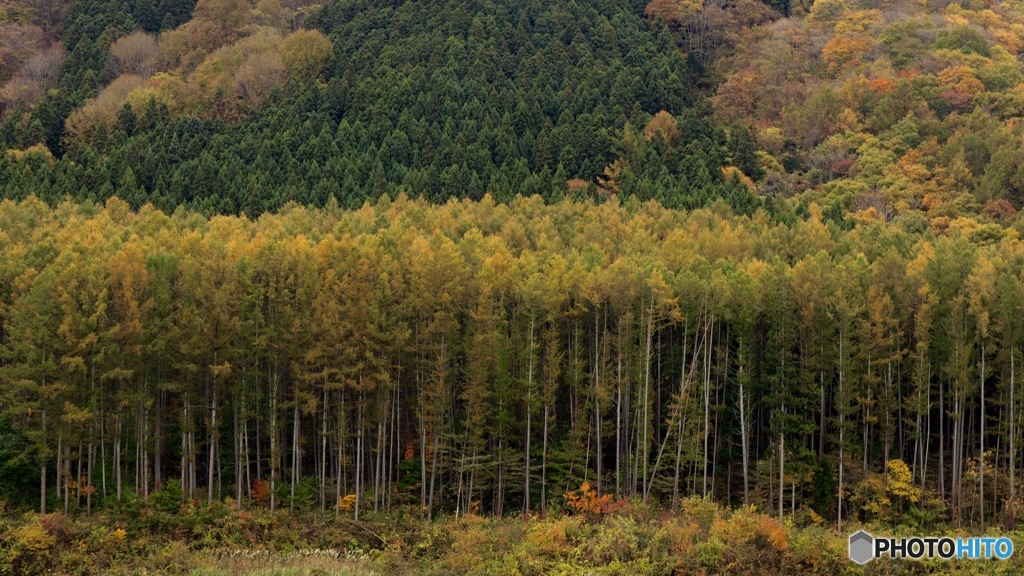 彩る