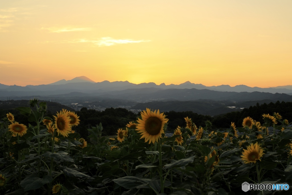 ひまわりと夕焼け