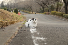公園の猫