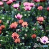 華やかに