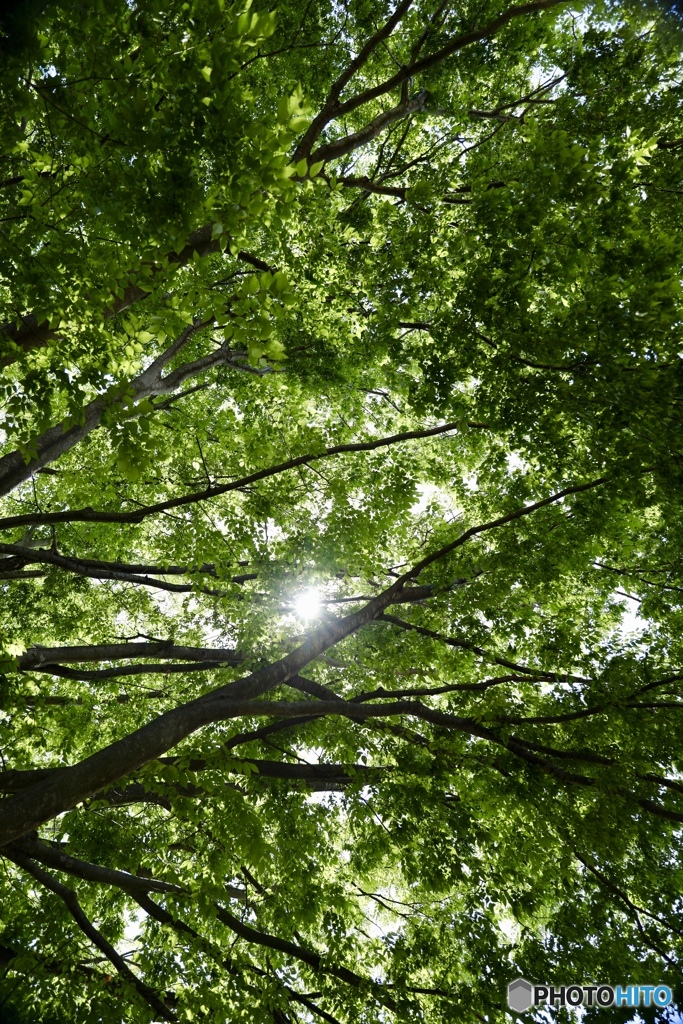 晩春、真夏日、新緑