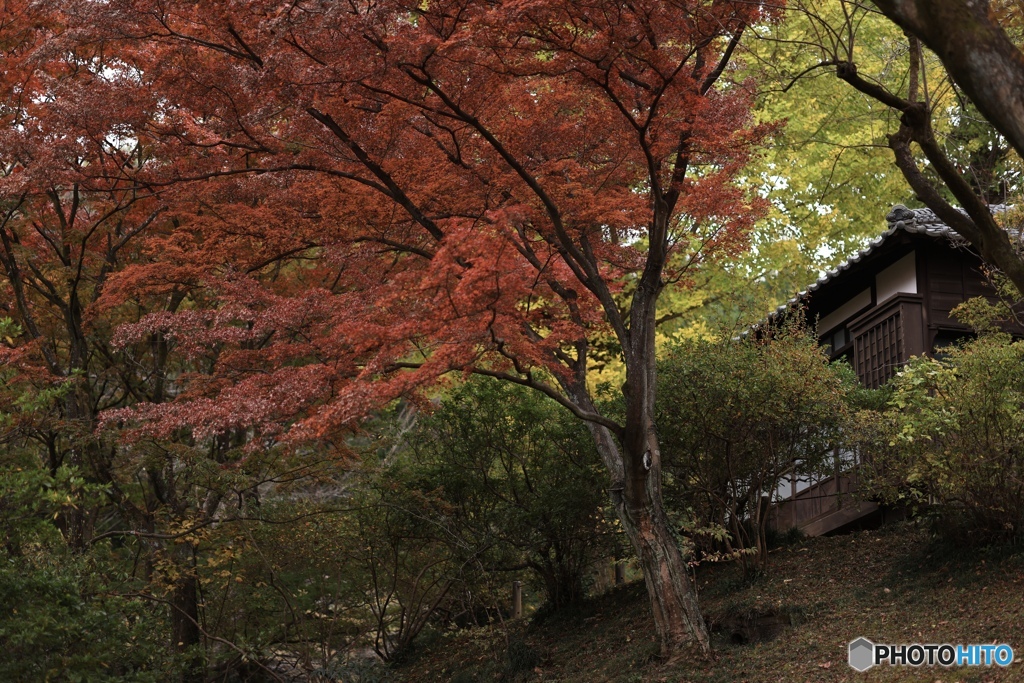 紅葉と古民家