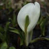 嶺公園水芭蕉