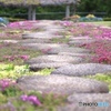 飛ばず石