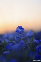 夕焼けと青い花