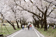 赤城南面千本桜4 〜花見家族〜